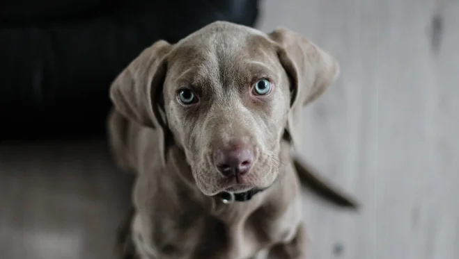 Cani, la sicurezza in casa è importante
